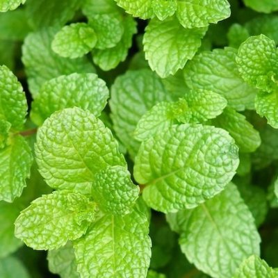 Photo3: Peppermint Hand Sanitizer 60ml